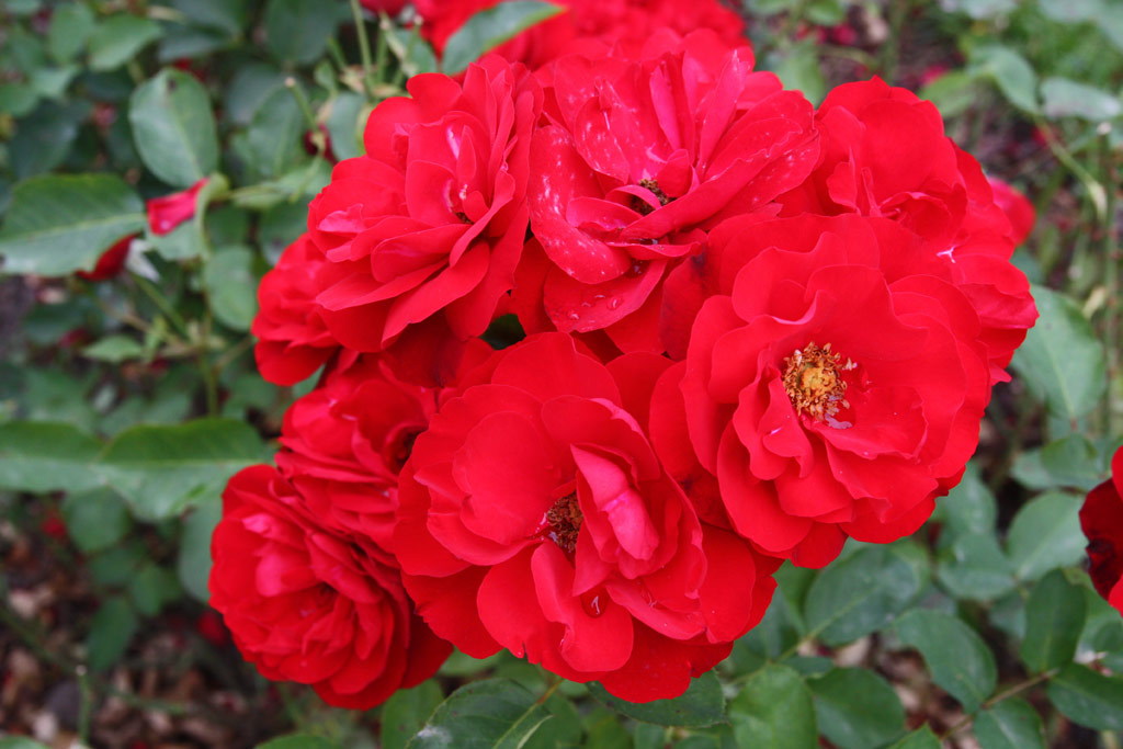 růže Lilli Marleen