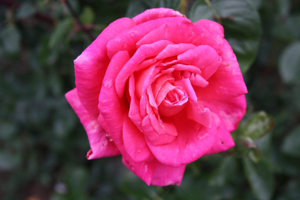růže Liszka Jen Emlke