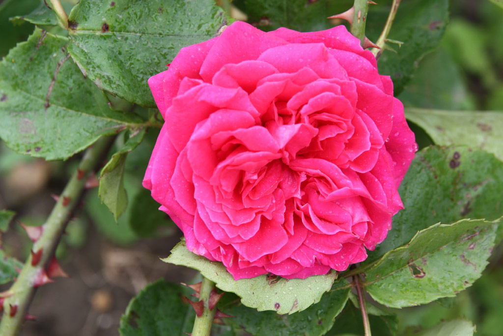růže Liszka Jen Emlke