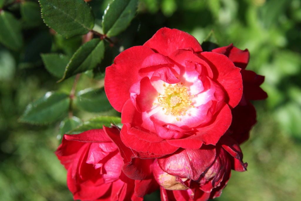 růže Little Buckaroo