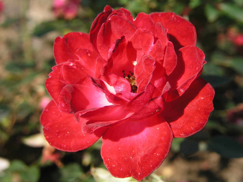 růže Little Buckaroo