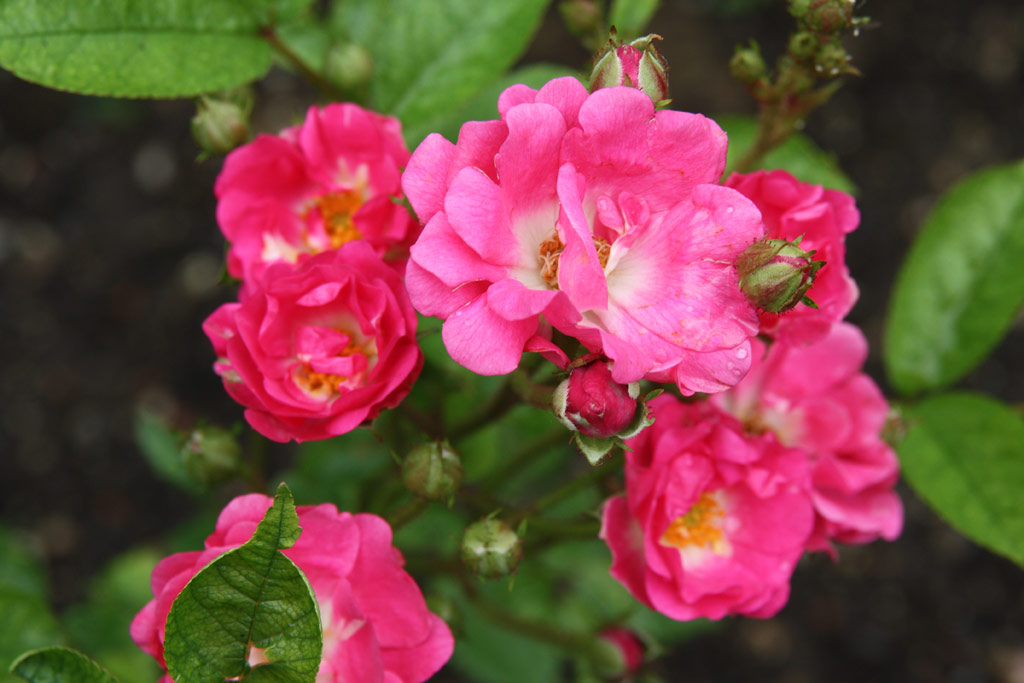 růže Little Dorrit