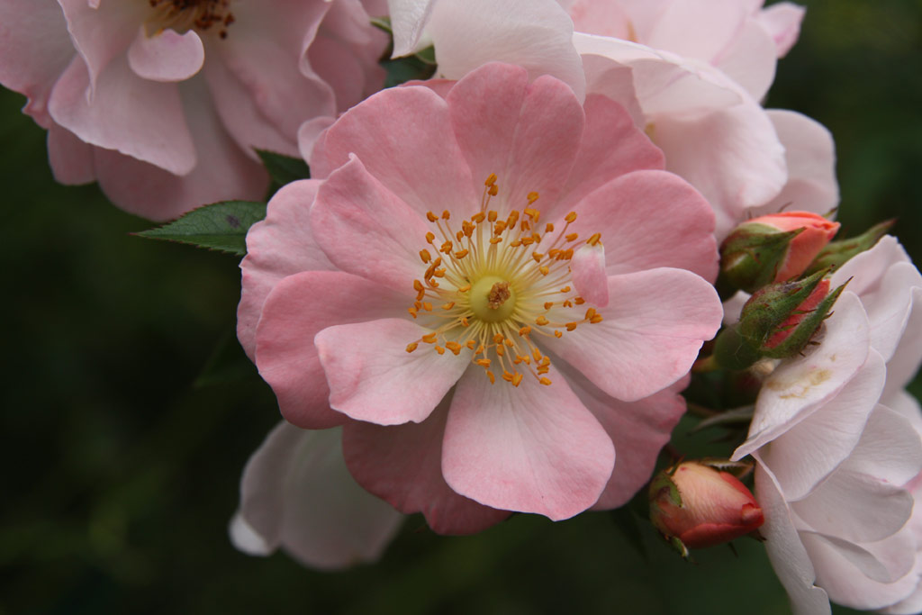 růže Little Rambler