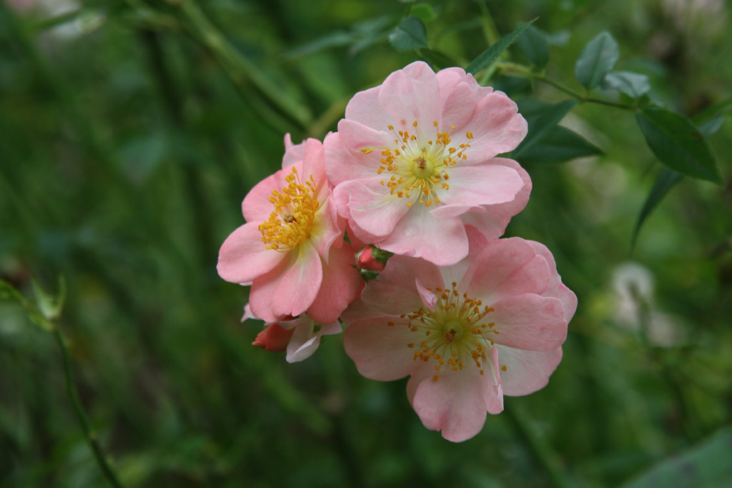 růže Little Rambler