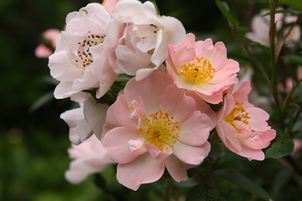 růže Little Rambler