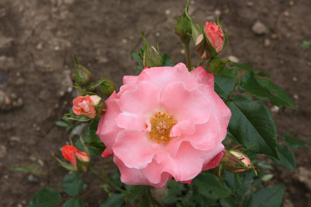 růže Liverpool Echo