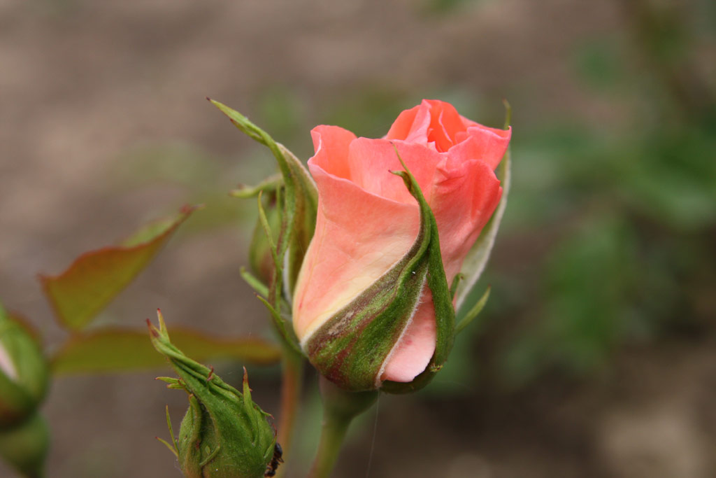 růže Liverpool Echo