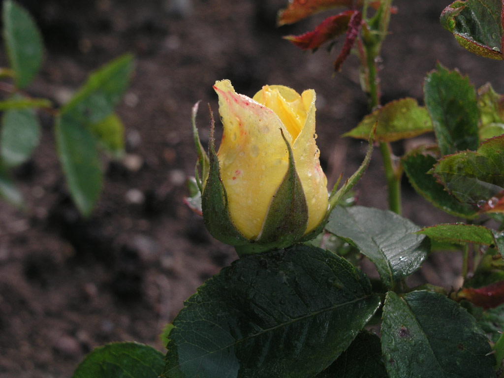 růže Lola (M�rk)