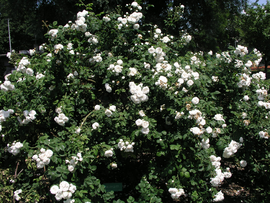 růže Long John Silver