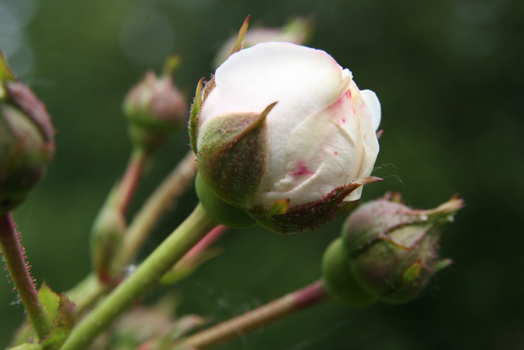 růže Long John Silver