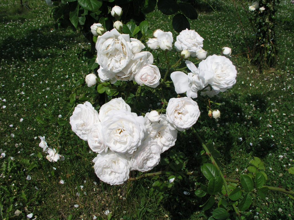 růže Long John Silver