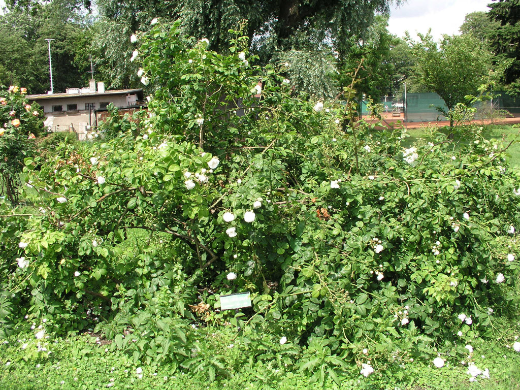 růže Long John Silver