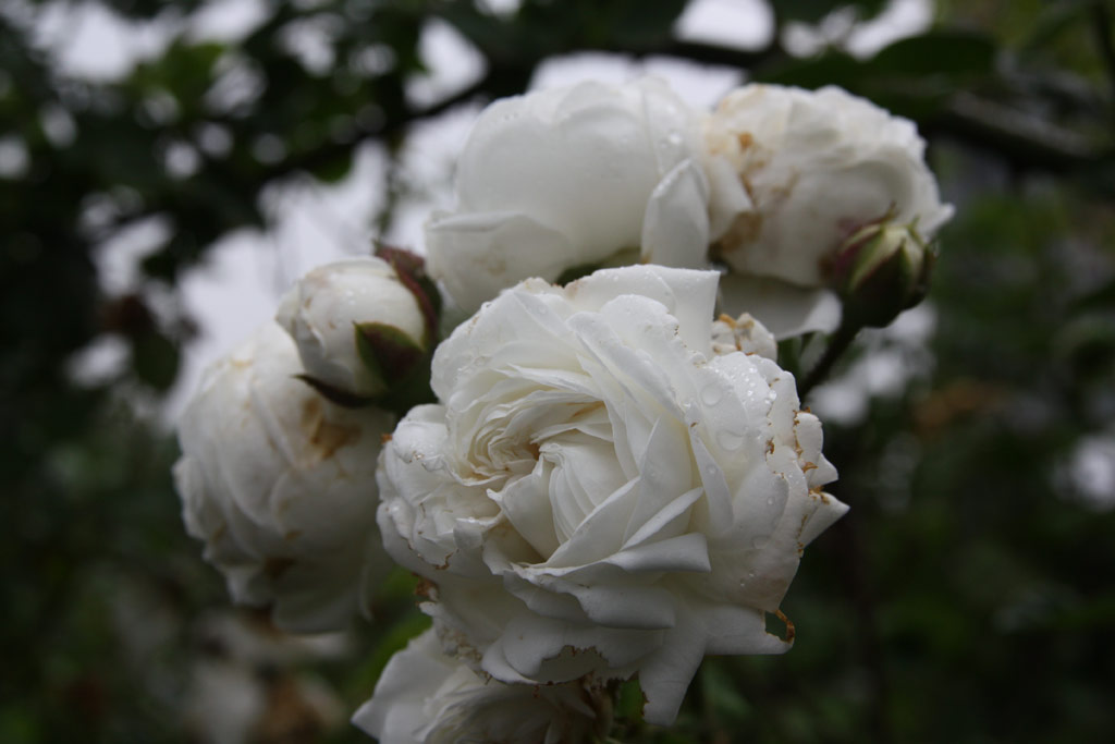 růže Long John Silver