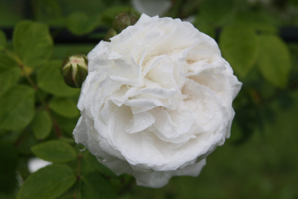 růže Long John Silver