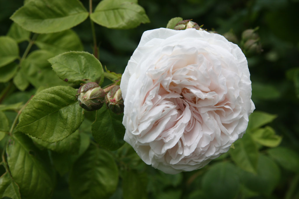 růže Long John Silver