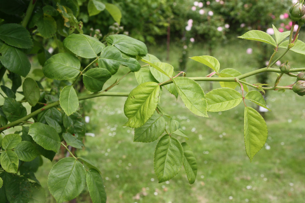 růže Long John Silver