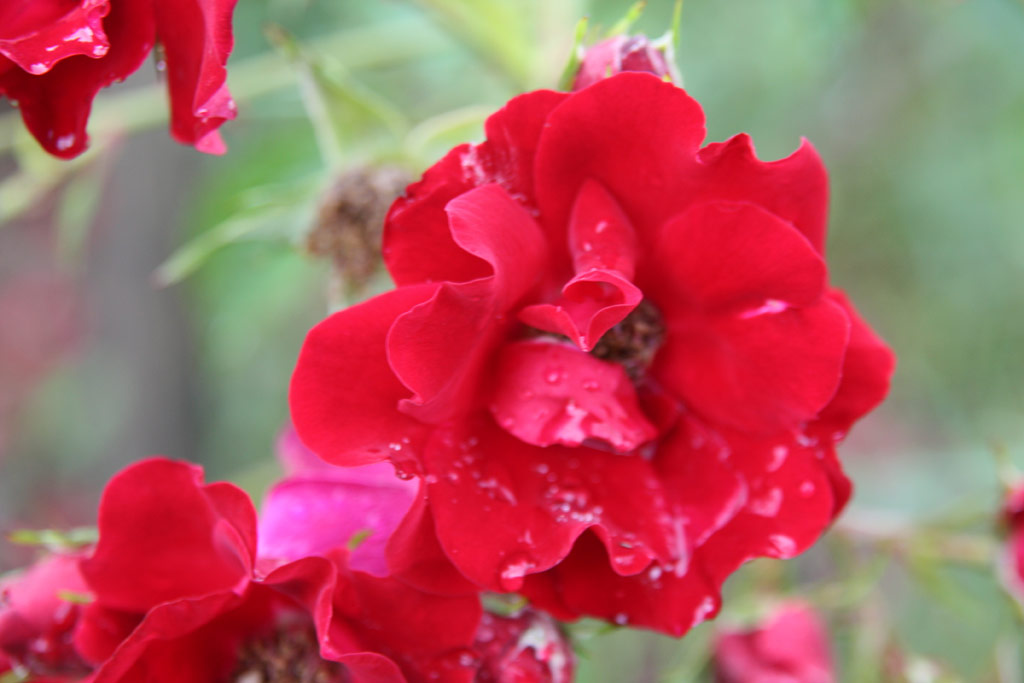 růže Lord Penzance