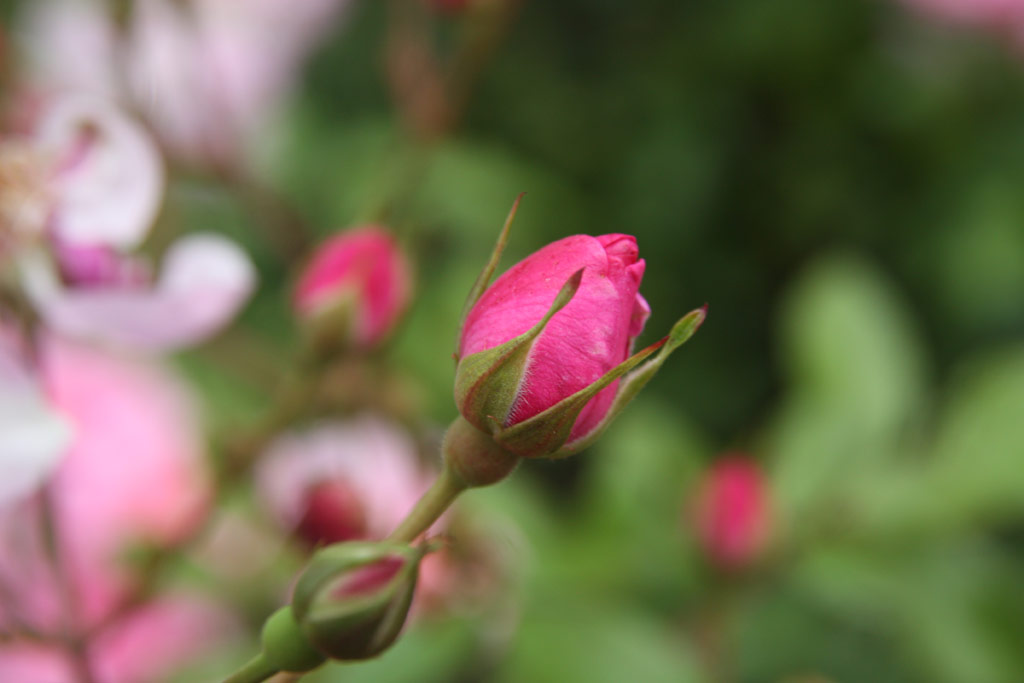 růže Louis Bleriot
