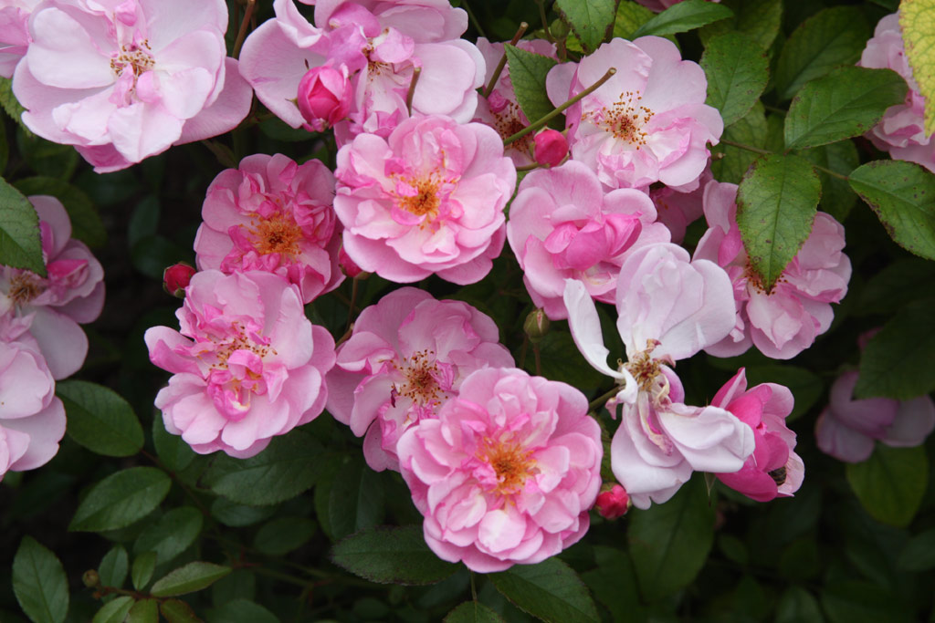 růže Louis Bleriot