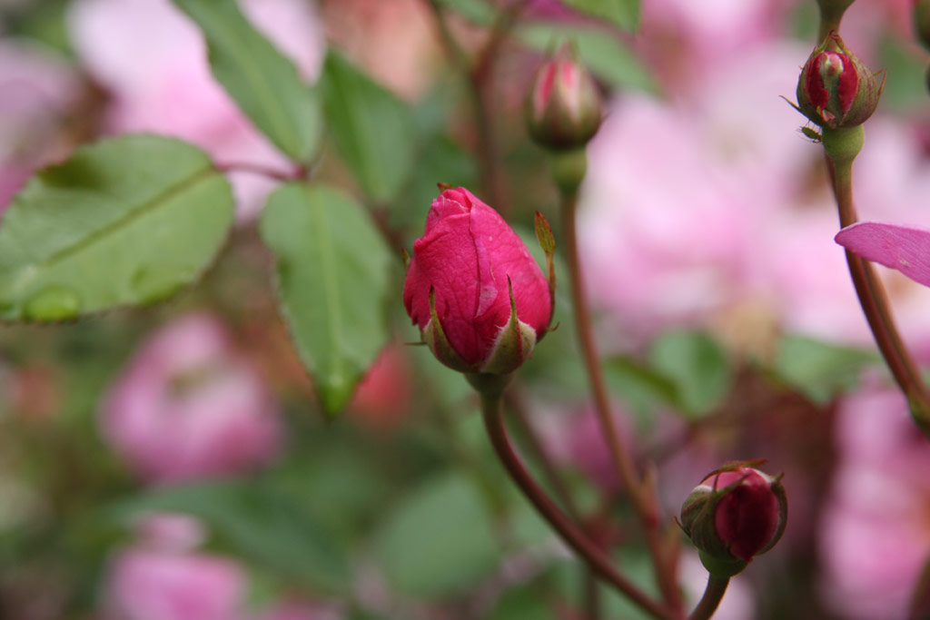 růže Louis Bleriot