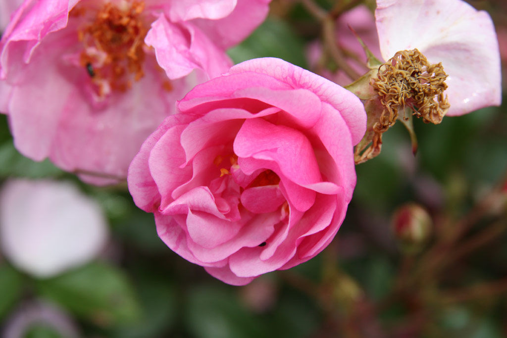 růže Louis Bleriot