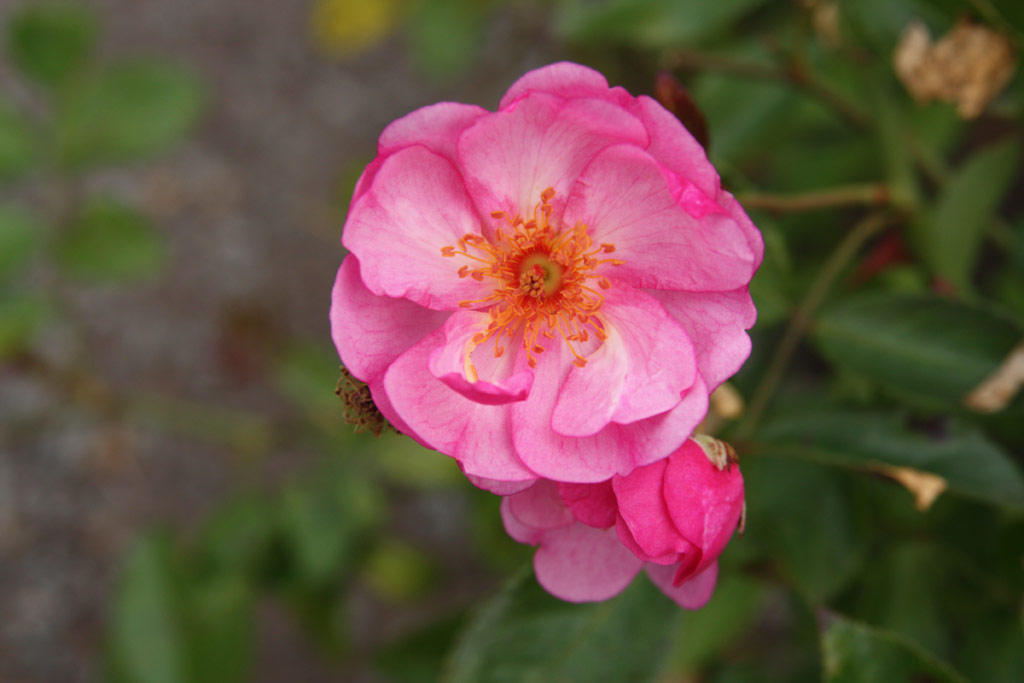 růže Louis Bleriot