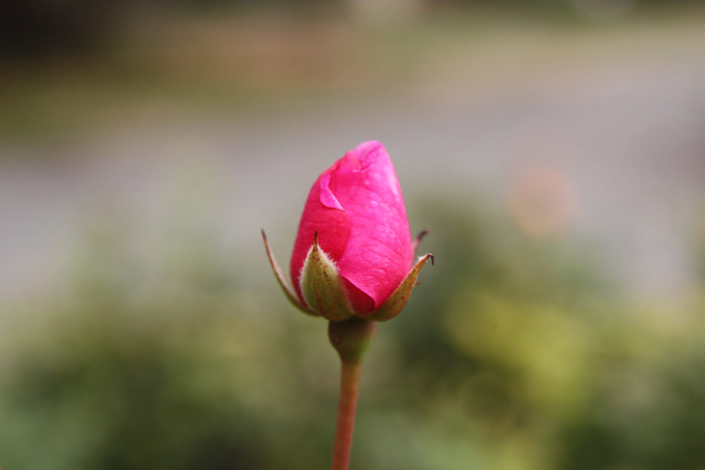 růže Louis Bleriot