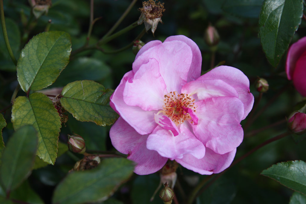 růže Louis Bleriot