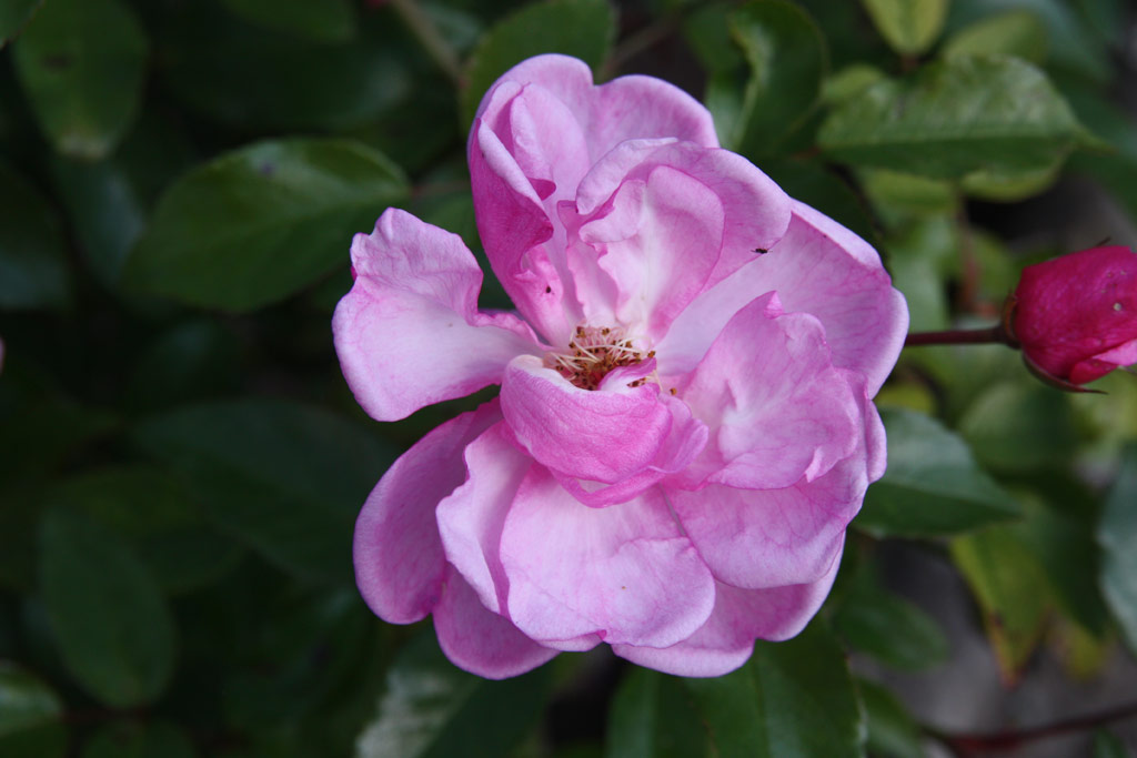 růže Louis Bleriot