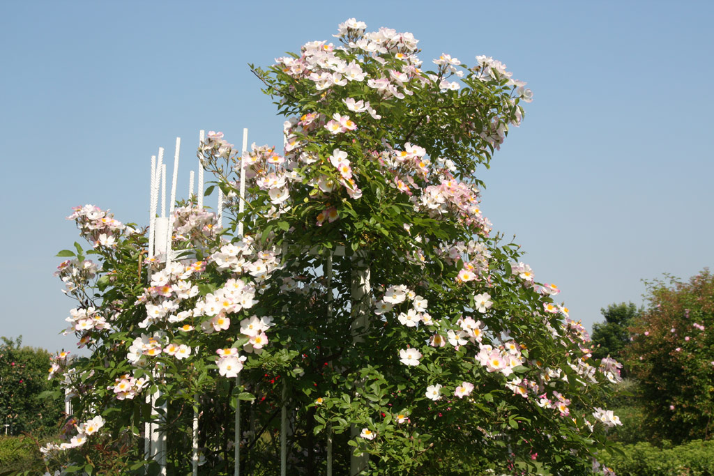 růže Louis Rambler