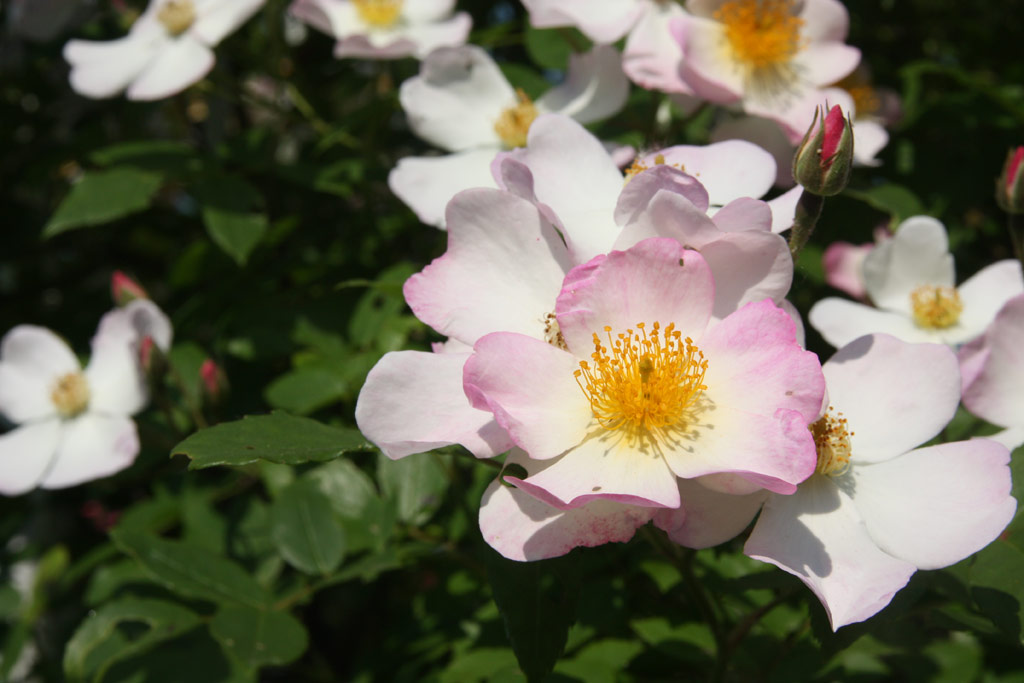 růže Louis Rambler