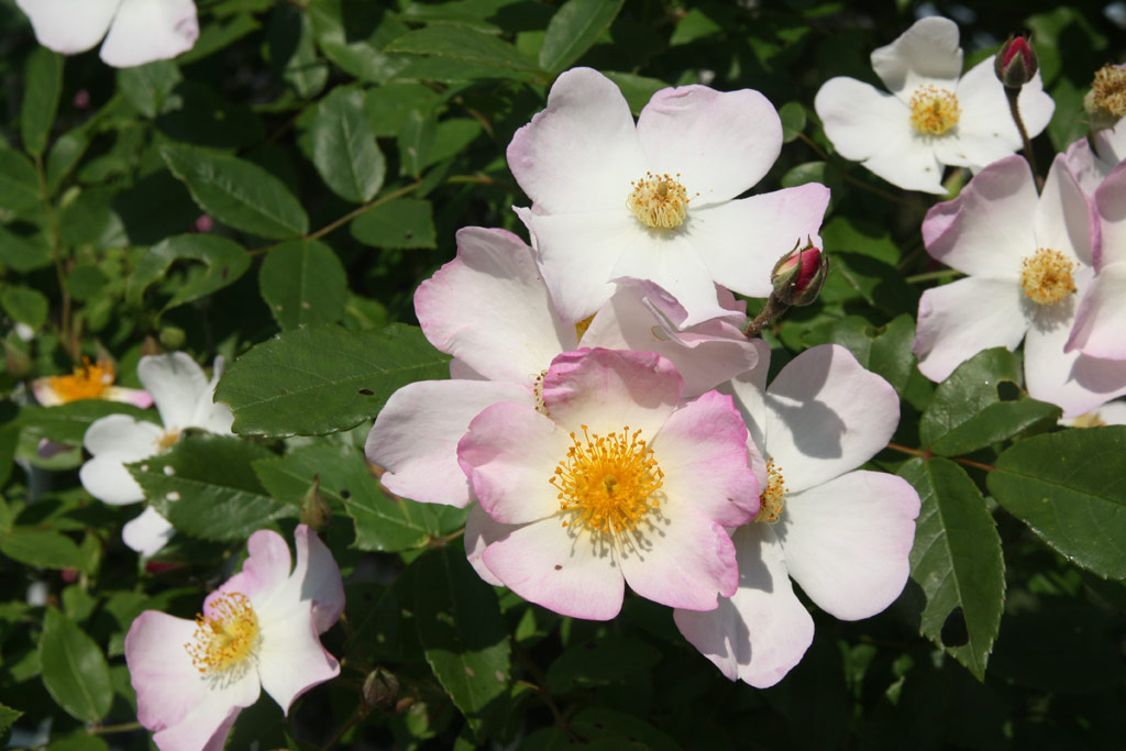 růže Louis Rambler