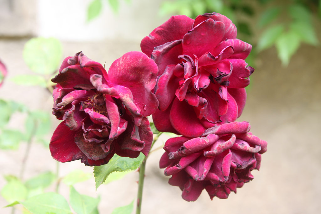 růže Louis XIV.