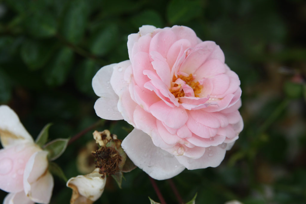 růže Lovely Meidiland