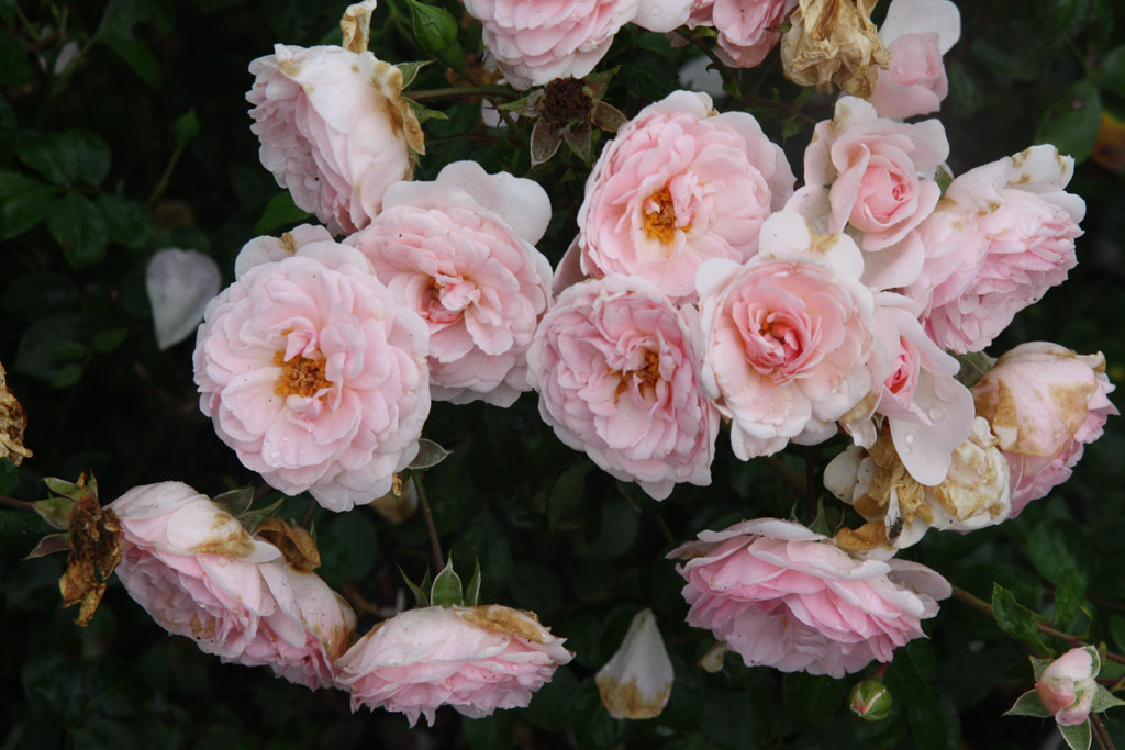 růže Lovely Meidiland