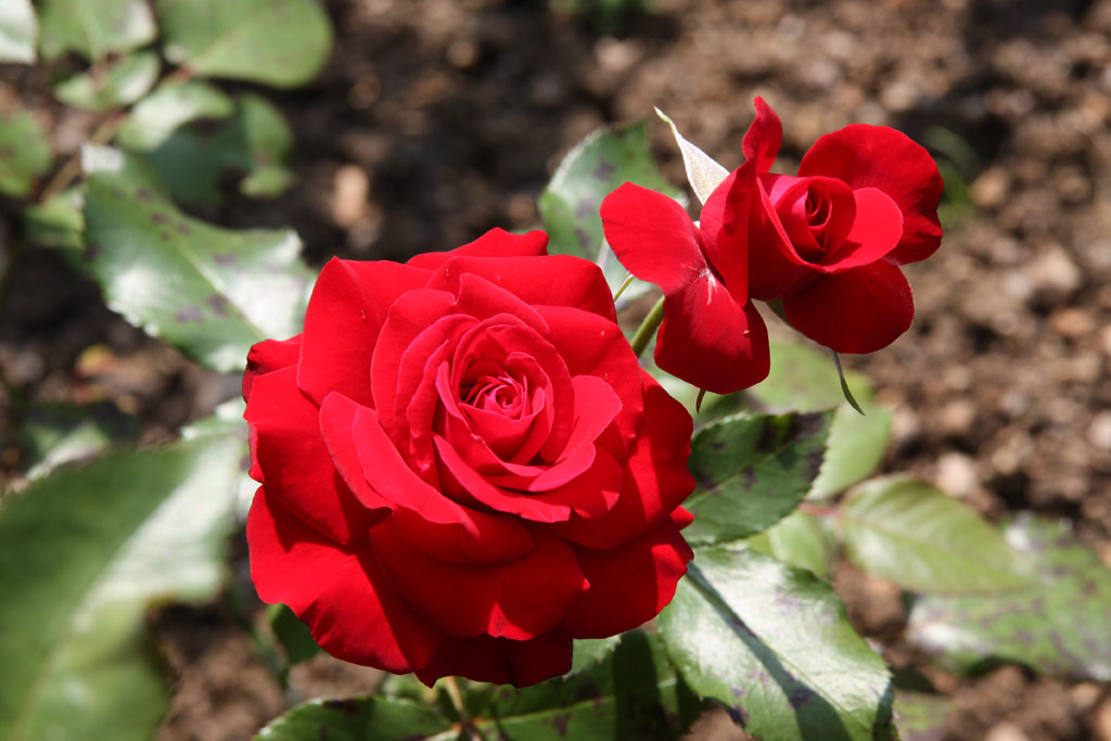 růže Lbecker Rotspon