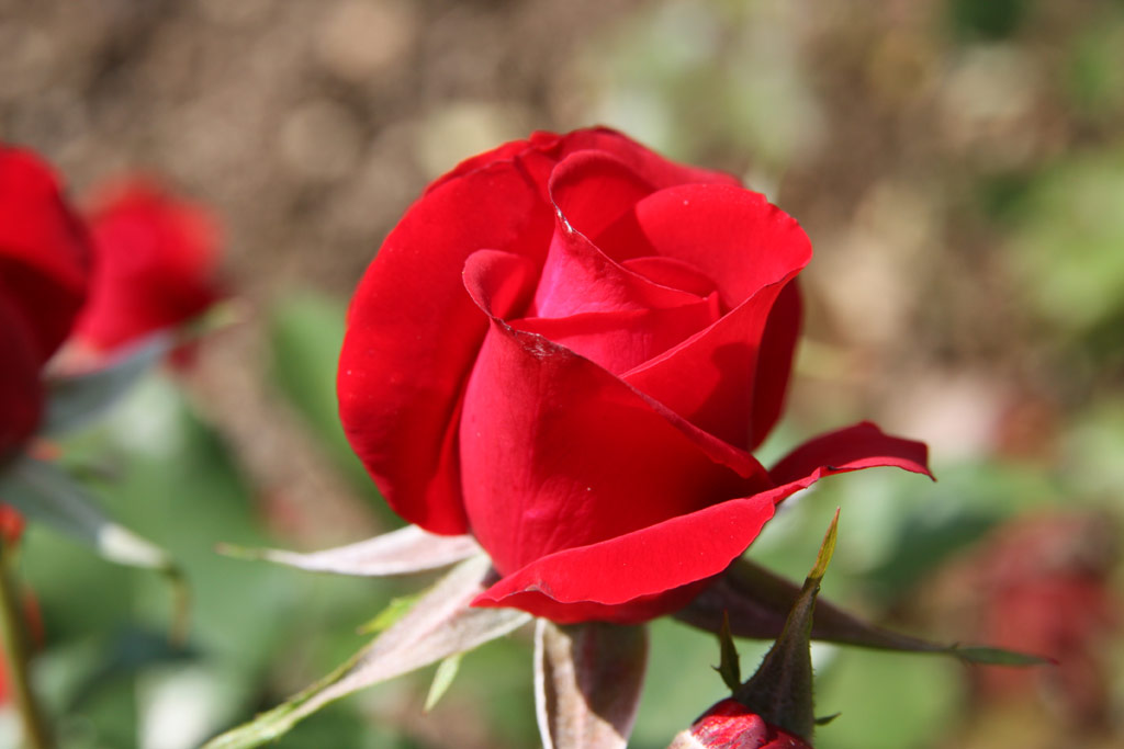 růže Lbecker Rotspon