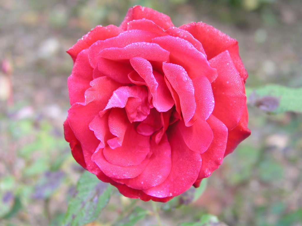růže Lbecker Rotspon