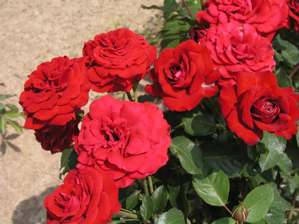 růže Lbecker Rotspon