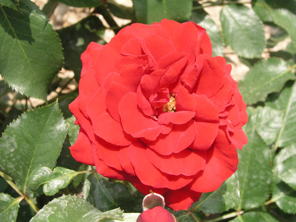 růže Lbecker Rotspon