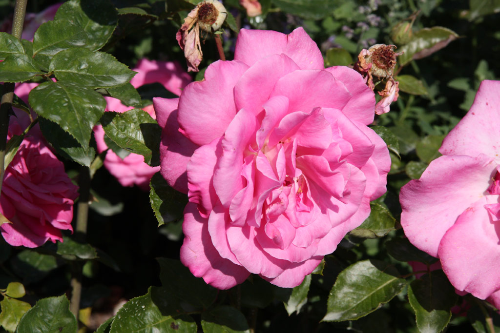 růže Lucia Nistler