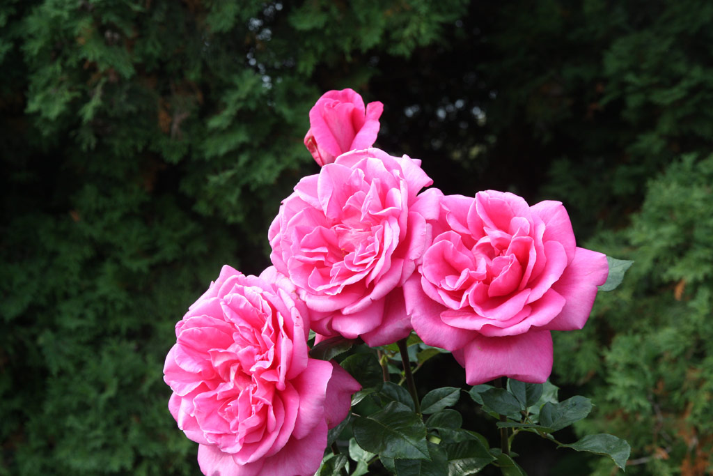 růže Lucia Nistler