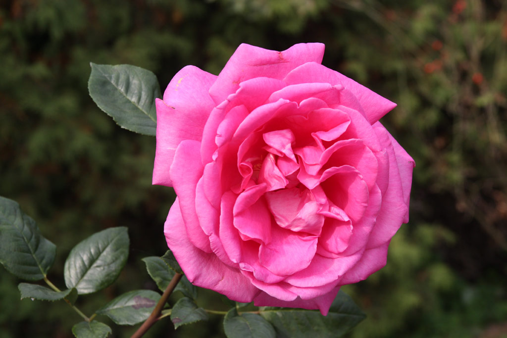 růže Lucia Nistler