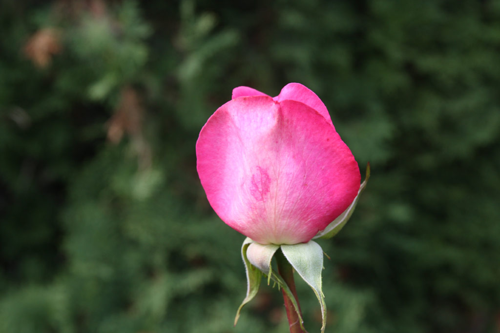 růže Lucia Nistler