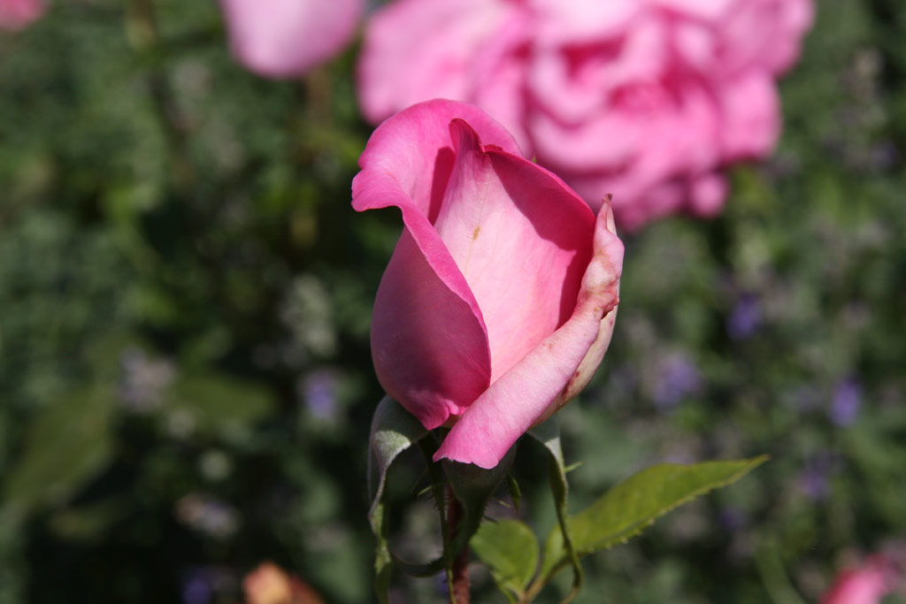 růže Lucia Nistler