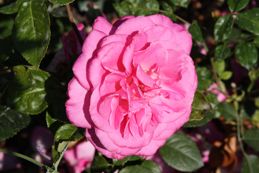 růže Lucia Nistler