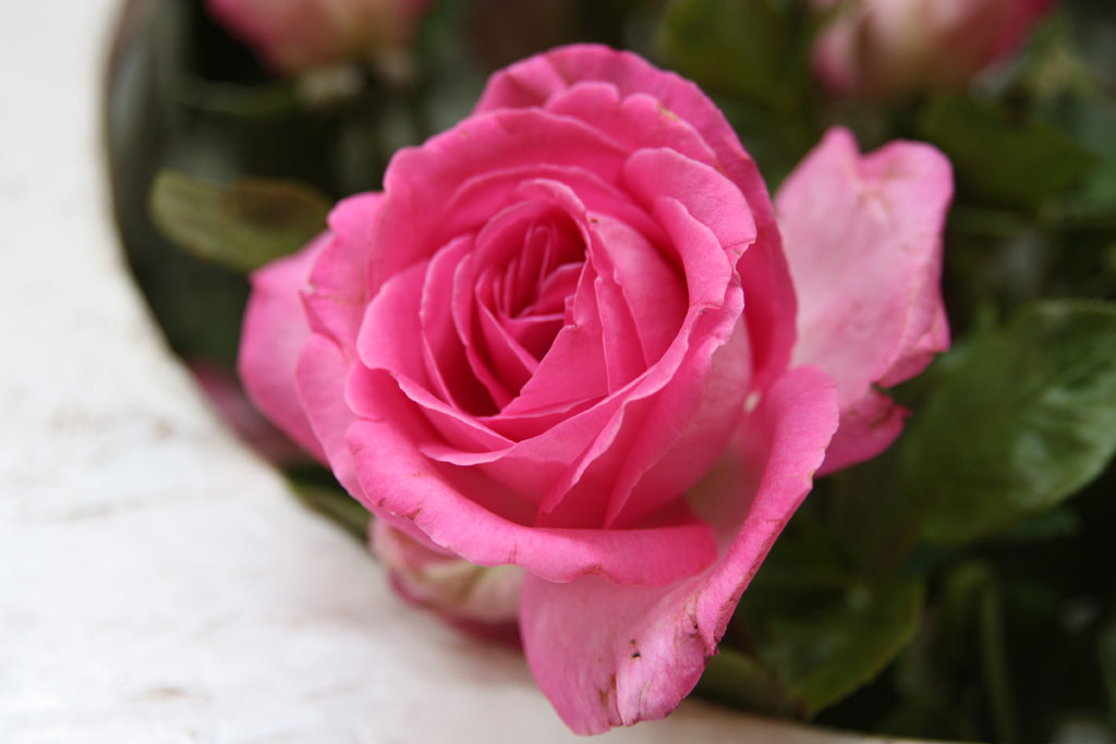 růže Lucia Nistler