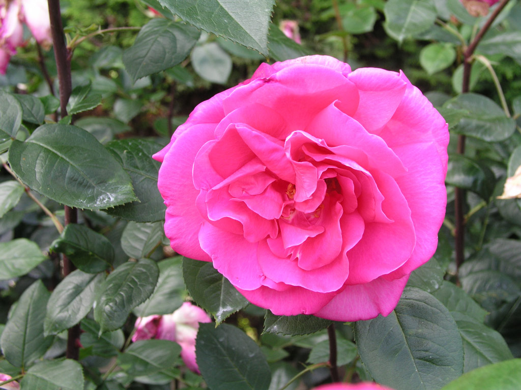 růže Lucia Nistler