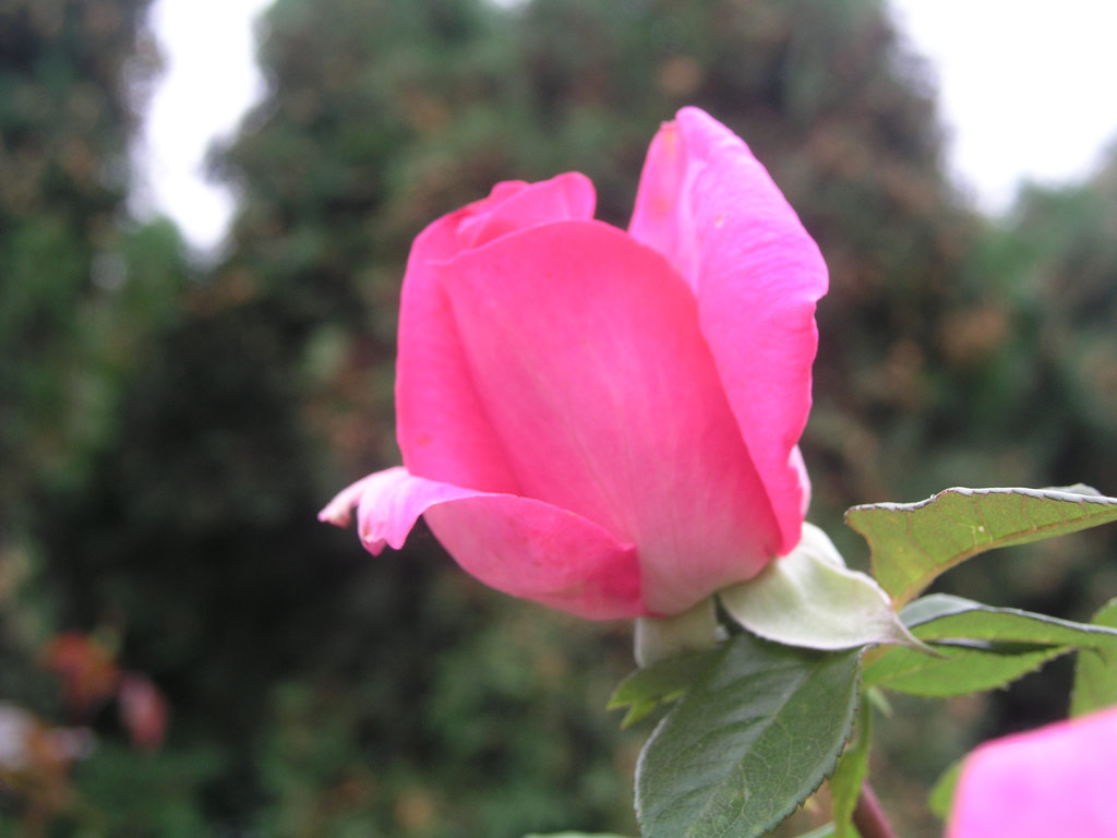 růže Lucia Nistler