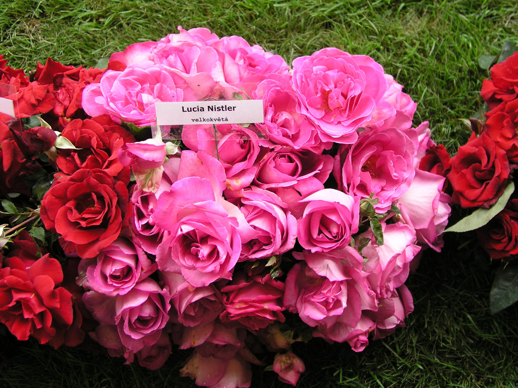 růže Lucia Nistler
